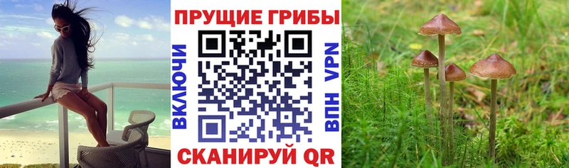 Купить где  Александровское  Псилоцибиновые грибы прущие грибы 